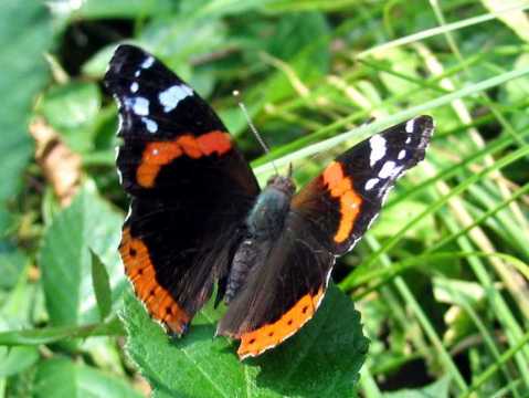 Schmetterlinge im Taubergiessen