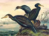 Phalacrocorax carbo - Kormoran